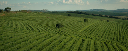 Rows of coffee across the rolling hills of a Brazilian fazenda