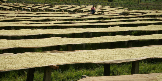 Coffee drying on raised beds across the hills of a Kayanza washing station, Burundi