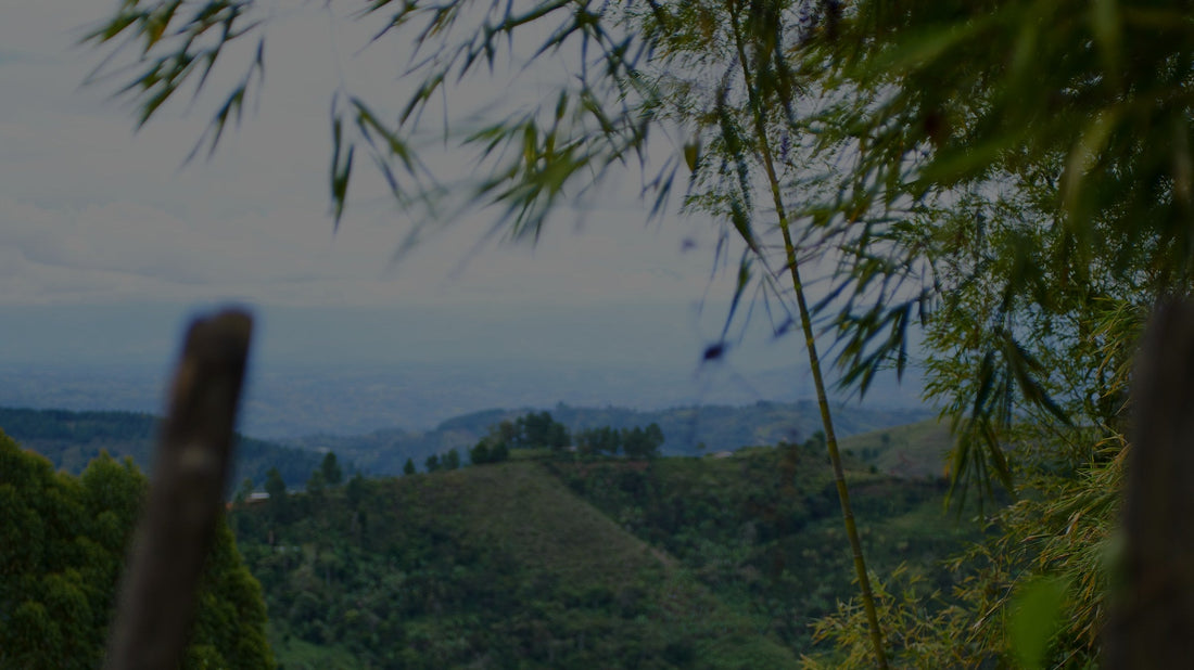 Colombian coffee valley at altitude