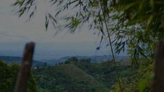 Colombian coffee valley at altitude