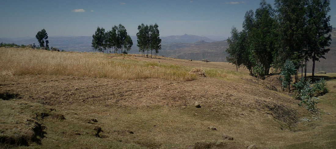 Green highlands of Ethiopia