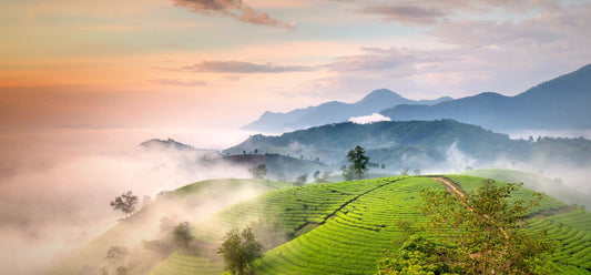 Coffee-growing hills and mountains under a golden dawn