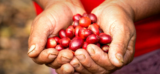 Weathered hands holding a mound of ripe red coffee cherries