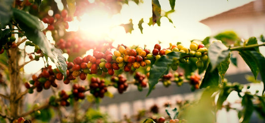 Ripe coffee cherries on the branch, backlit by the sun