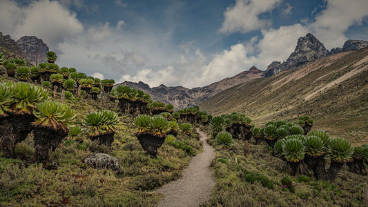 Mount Kenya peak and highland landscape