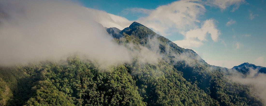 Cloud forest on the slopes of Volcan Baru, Panama