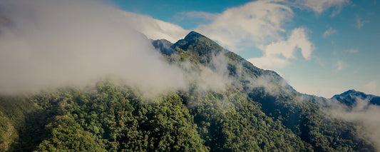 Cloud forest on the slopes of Volcan Baru, Panama